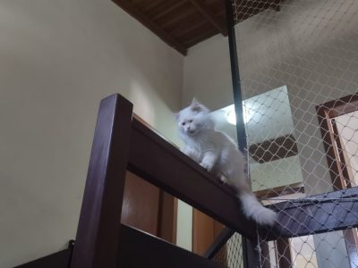 Redes de Proteção para Gatos