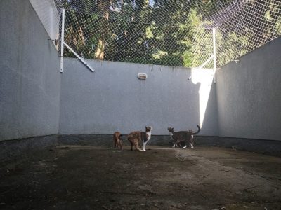 Redes de Proteção para Gatos